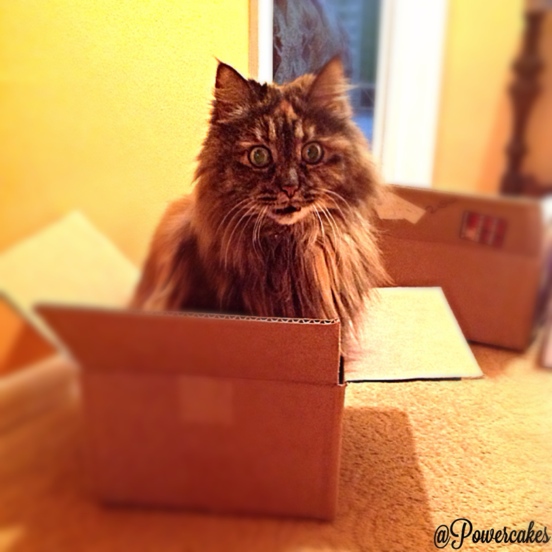 abbycat