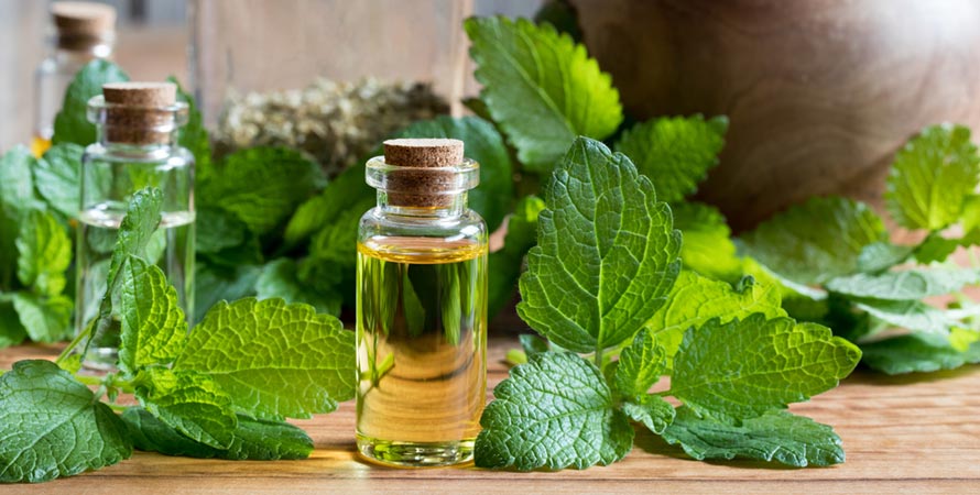 Lemon Balm