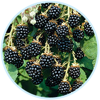 Blackberry