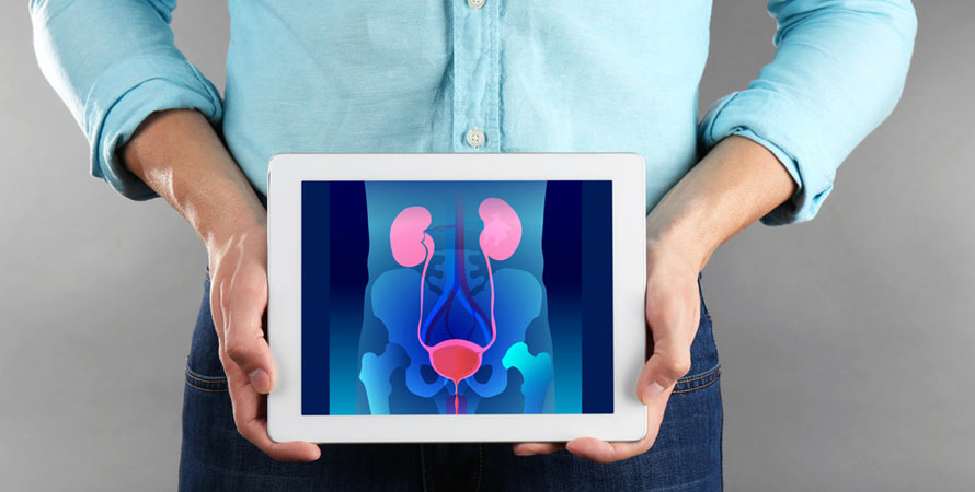 Functions Of The Prostate