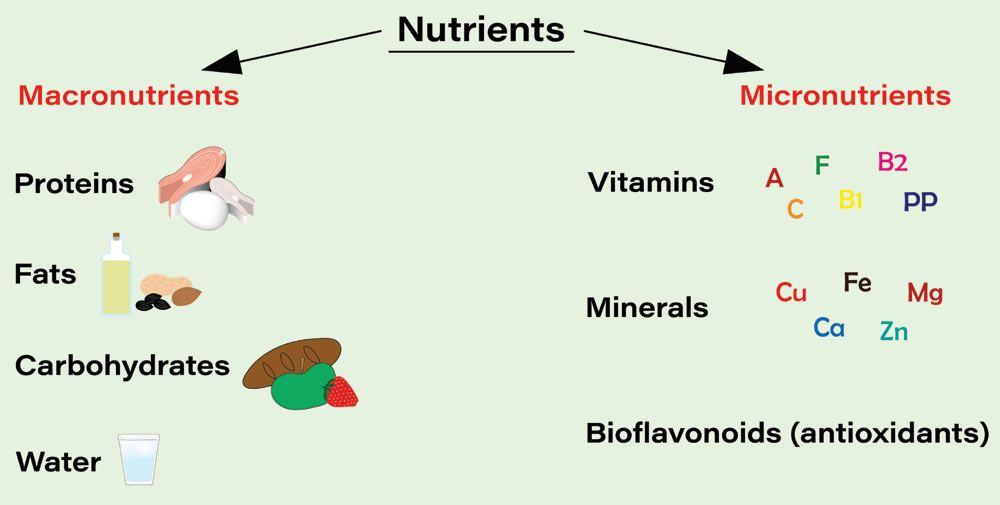 Macronutrients And Micronutrients