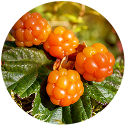 Cloudberry