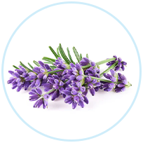 Lavender Flower Extract