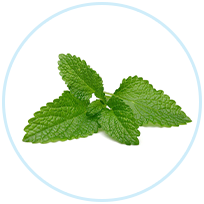 Lemon Balm Leaf Extract