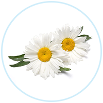 Chamomile Flower Extract