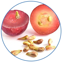 Grape Seed (95% extract)