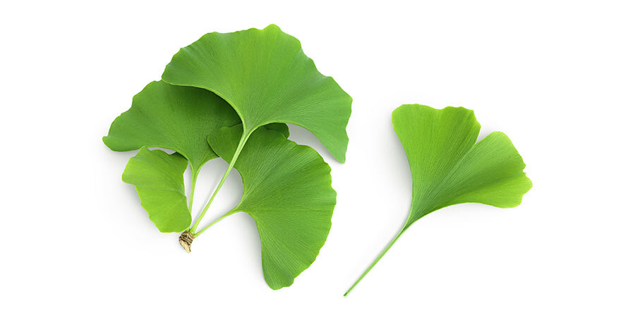 green ginkgo biloba leaves used in supplements to support blood flow and female sexual health