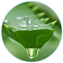 Aloe Barbadensis Leaf Juice