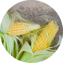 Ferulic Acid
