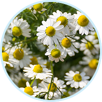 German Chamomile