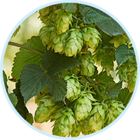 Hops