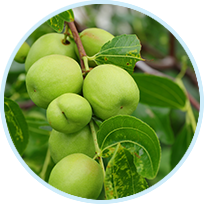 Jujube