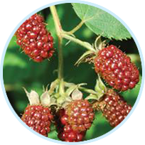 Morus Bombycis Root Extract