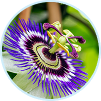 Passionflower