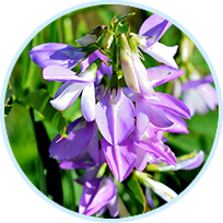 Skullcap