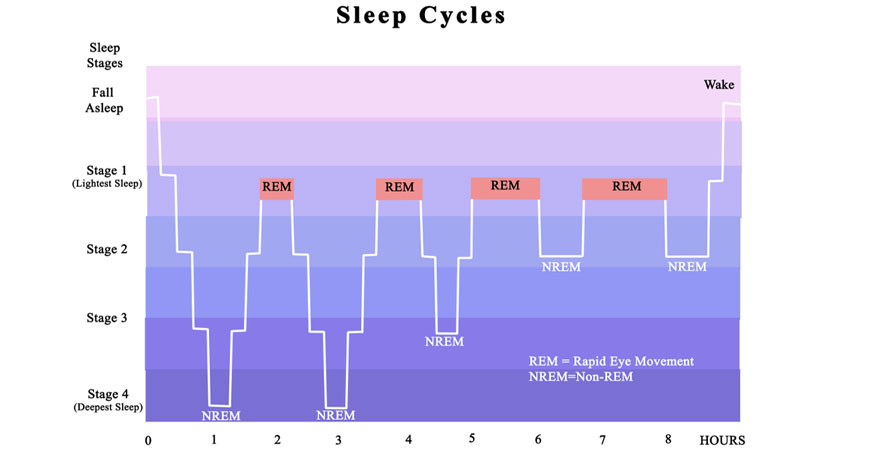 Cycle of sleep
