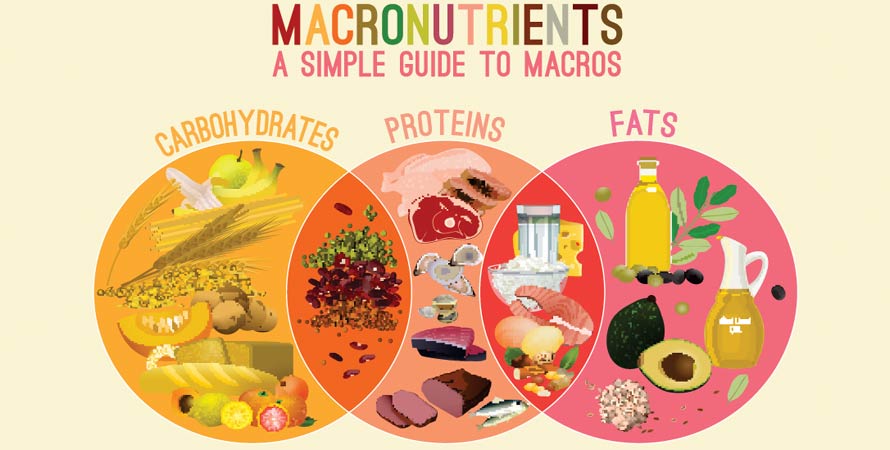 Macronutrients carbohydrates fats
