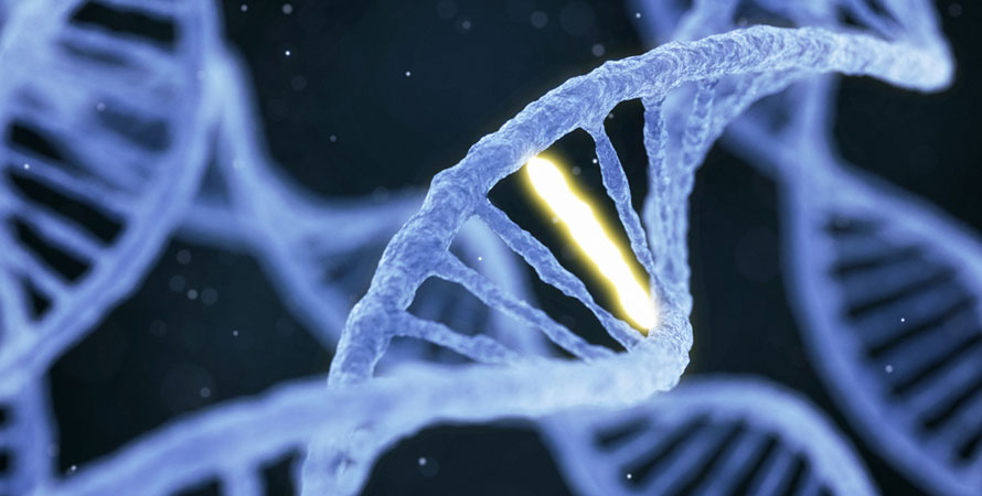 Genetical weight gain
