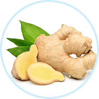 Ginger Root