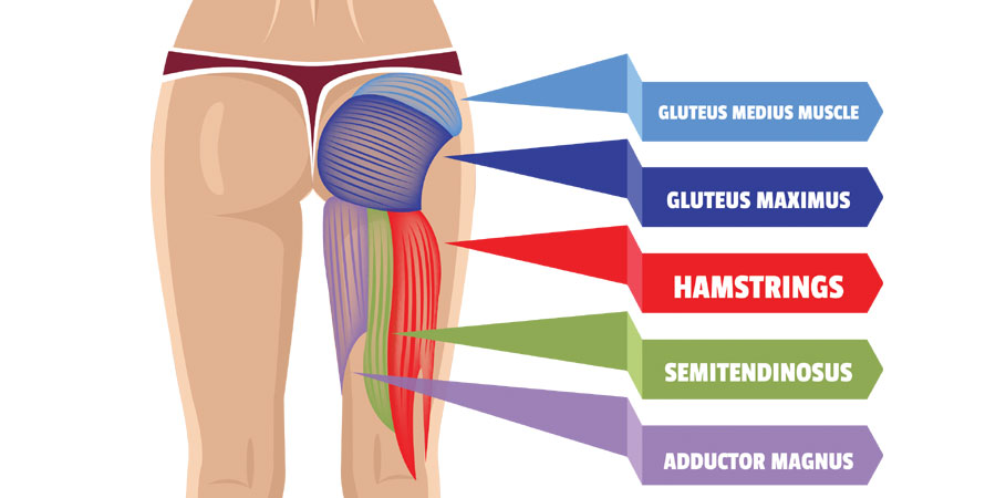 Gluteus medius