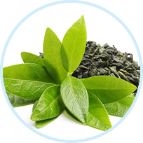 Green Tea Leaf
