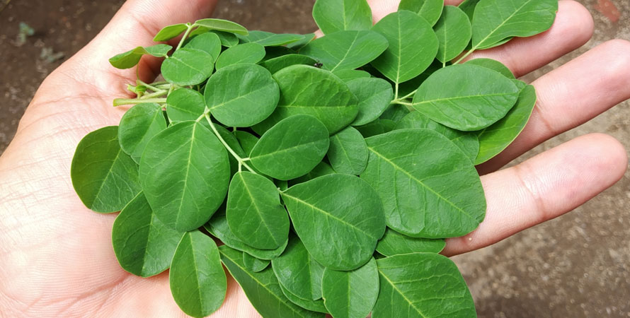 Health Benefits of Moringa