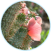 Hoodia Gordonii