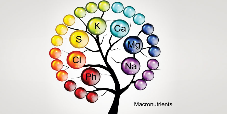 Macronutrients