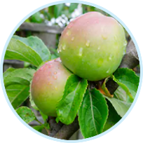 Malus Domestica Fruit Cell Culture