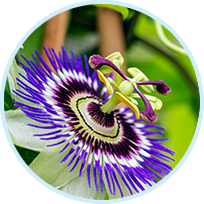 Passionflower