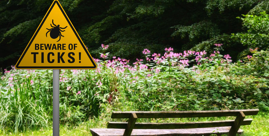 lyme disease Info