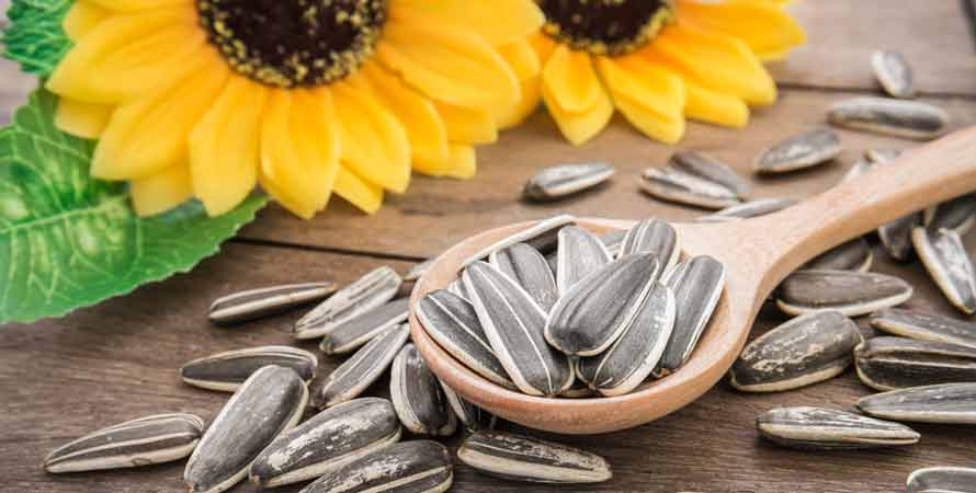 Sunflower Seed